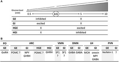 Recent Advances in the Cellular and Molecular Mechanisms of Hypothalamic Neuronal Glucose Detection